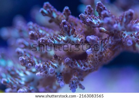 Acropora SPS Coral frag growth in the reef tank