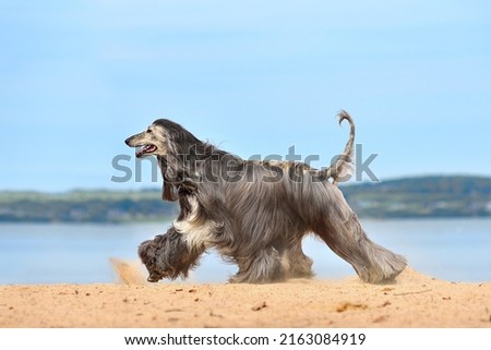 Fully coated Afghan Hound running on the sandy beach over blue sky Royalty-Free Stock Photo #2163084919