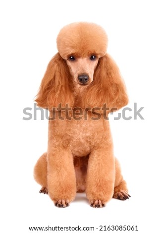 Beautiful apricot toy poodle in modern clip isolated on a white background Royalty-Free Stock Photo #2163085061