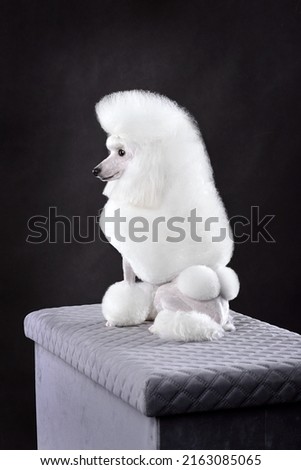 Beautiful white toy poodle in continental clip sitting on a black background Royalty-Free Stock Photo #2163085065