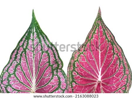 Isolated caladium leaf on white background with clipping paths.