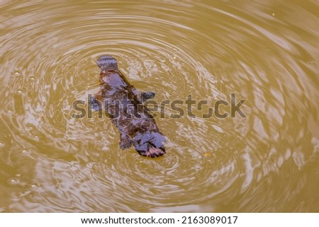 Close Up of Platypus (Ornithorhynchus anatinus) swimming in Peterson Creek, Yungaburra, Queensland, Australia.