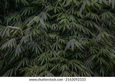 Dense bamboo leaves, images are suitable for use as wallpaper or graphic resources