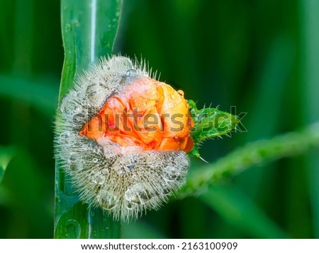 close up of a bursting orange poppy bud with rain drops