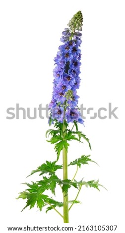 Delphinium flower isolated on white background. Purple delphinium elatum Royalty-Free Stock Photo #2163105307