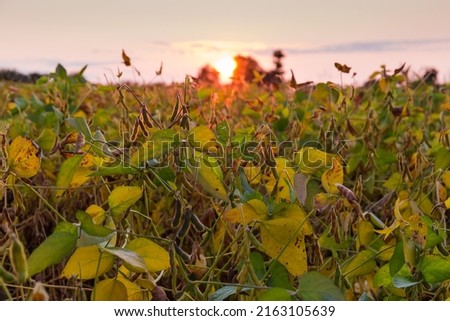 Soybean stems with ripening pods on the field against the evening sky with setting sun backlit, selective focus 
