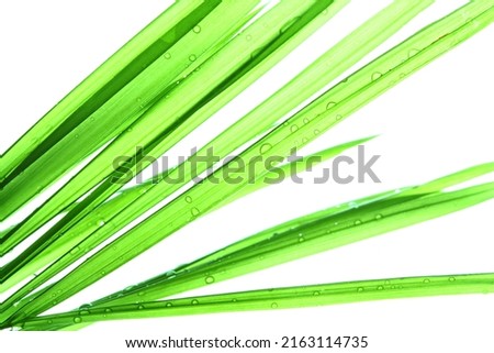 Dewdrops on blades of exotic indoor bamboo palm plants leaf isolated on white. The Bamboo Palm (Chamaedorea seifrizii) goes by many other common names such as Bamboo Palm, Reed Palm, Clustered Parlor