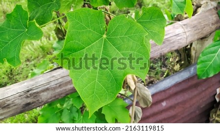 Castor tree leaves, Jatropha (Ricinus communis) is an annual wild plant (annual) and is usually found in forests, bare land, in coastal areas, but is often also bred in plantations.