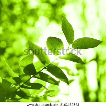 The sun shines through the leaves of the tree. Green leaf  in summer day sun rays on blurred abstract bokeh with flare background. Backlight sky. Sunlight Lens Flare. Nature. Close up. 