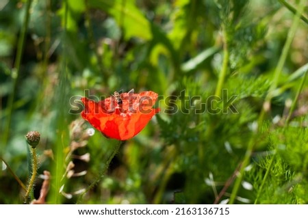 beautiful green background. wallpaper screensaver, blooming poppy in the morning in raindrops