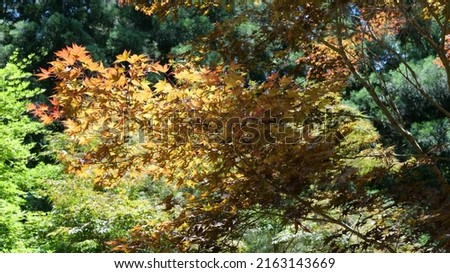 Beautiful Japanese Maple tree leaves with dappled afternoon sunlight shining through. 