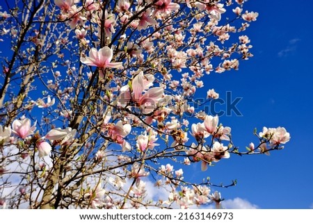 Magnolia tree blooming in the sunshine