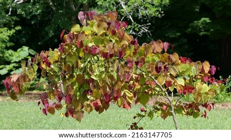 Colorful leaves on Flame Thrower Redbud Tree  Royalty-Free Stock Photo #2163147705