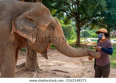 A mahout feeds the elephants bananas and takes good care of them in a mechanic camp.