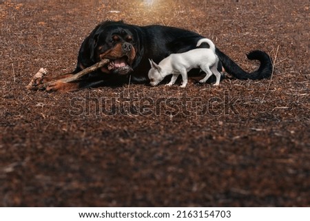 Rottweiler and chihuahua playing with a stick.Selective focus