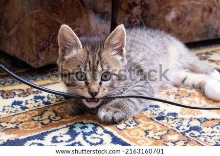 Gray kitten gnaws on the electric wire, dangerous situation Royalty-Free Stock Photo #2163160701