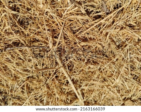 dry yellow straw texture pattern