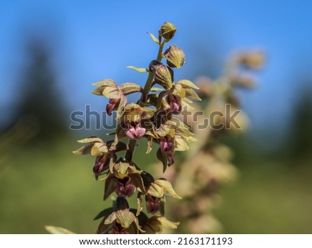 Orhid royal helleborine (latin name: Epipactis atrorubens) at Mt Jadovnik in western Serbia