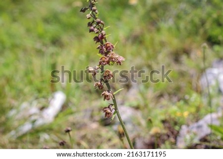 Orhid royal helleborine (latin name: Epipactis atrorubens) at Mt Jadovnik in western Serbia