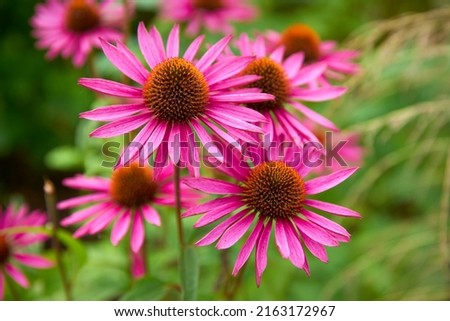 Herbal Echinacea Flowers. Herbal Echinacea or Coneflower flowers in a garden. 

                                Royalty-Free Stock Photo #2163172967