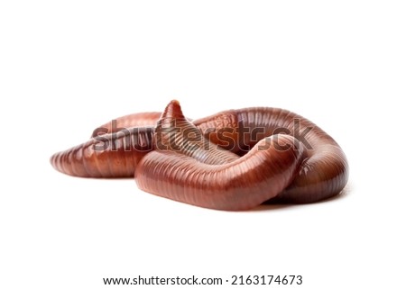 red earthworm, isolated worm on a white background, close-up in high resolution