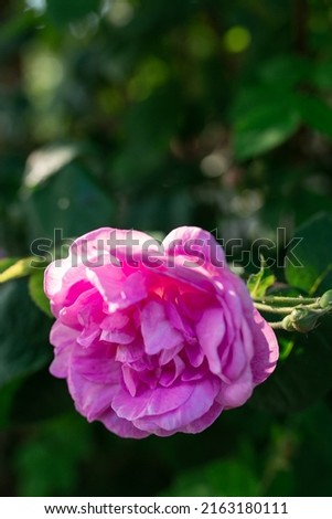 Pink peony flower. Blurred background. Macro. Garden, garden floriculture