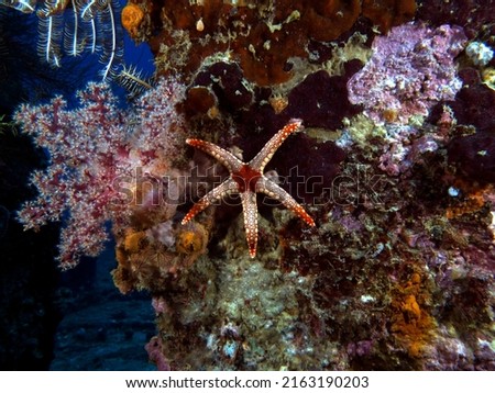 Fromia monilis also known as necklace starfish on a wreck Boracay Island Philippines