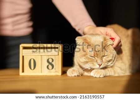 Woman hand change, sets the date on the wooden calendar on 8 August near sitting ginger cat , World Cat Day, hard light, sunlight, Royalty-Free Stock Photo #2163190557