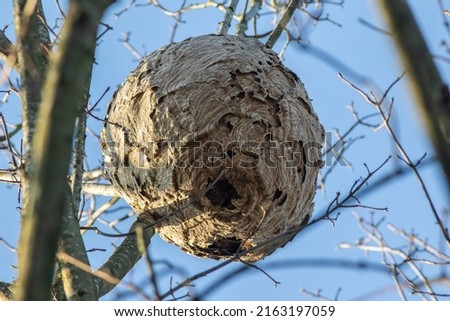 Asian hornet Vespa velutina secondary nest high in a tree Royalty-Free Stock Photo #2163197059