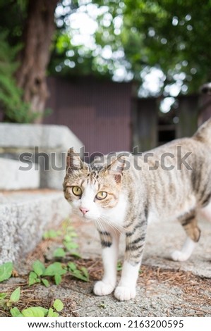 Stray cat living in Onomichi, Japan 