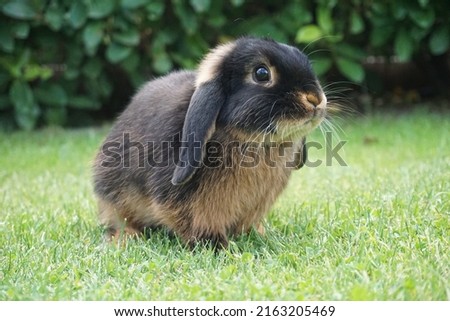 a tan dwarf lop bunny (oryctolagus cuniculus) sitting on grass  Royalty-Free Stock Photo #2163205469