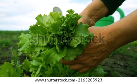 Women's hands collect lettuce leaves in the garden  Royalty-Free Stock Photo #2163205923
