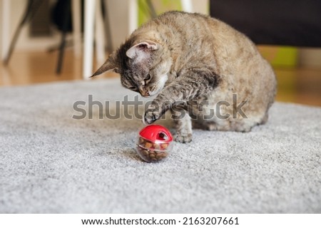 Fat tabby cat is playing, pushing   with a paw slow feeder ball with dry food inside, trying to take out a crunch. Playful kitty having fun with a challenging toy. Active mature feline. Royalty-Free Stock Photo #2163207661