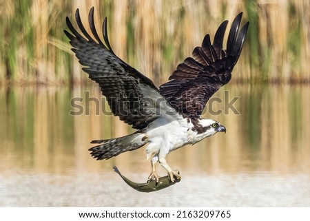 A wild osprey hunting for fish in the morning in Longmont, Colorado.
