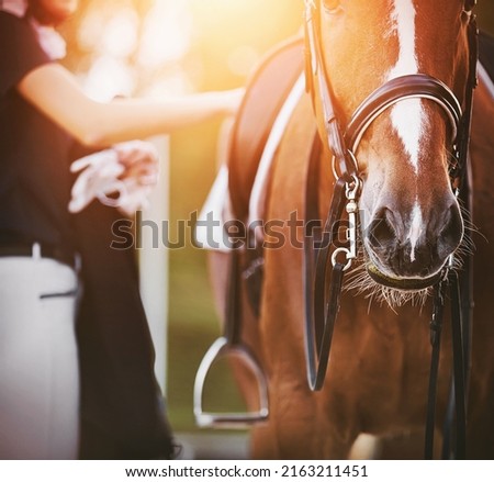  The rider, holding gloves in one hand, adjusts the straps on the saddle of a beautiful sorrel horse, illuminated by the warm sunlight on a summer day. Equestrian sports. Horse riding. Royalty-Free Stock Photo #2163211451
