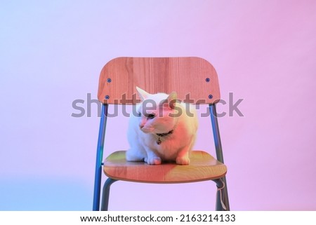The young white cat sitting under the gel light effect.