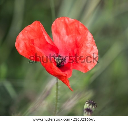 
A close up picture of a poppy flower in bloom
