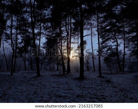 The last rays of the sun in the winter forest with the first snow.
