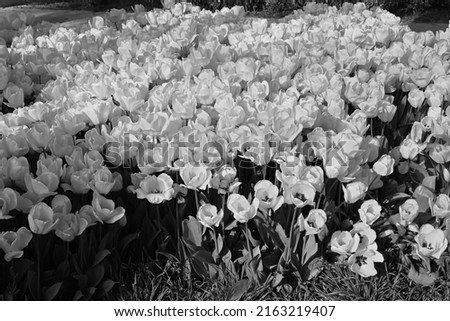 Black And White Tulips, Flowers is a photograph	