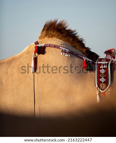 Camel hump with original decoration Royalty-Free Stock Photo #2163222447