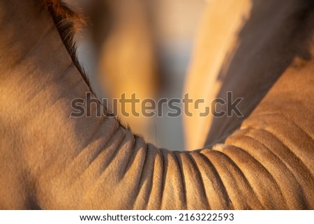 Camel neck from the picture above