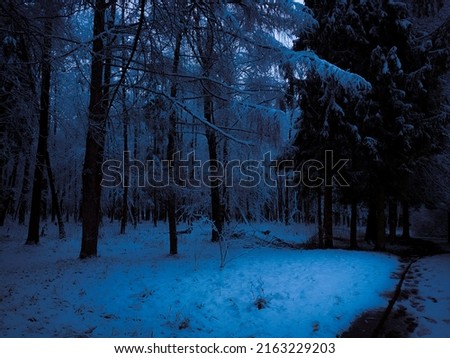 Dark winter forest in blue tones. Twilight in the snowy forest. Beautiful background, winter nature.