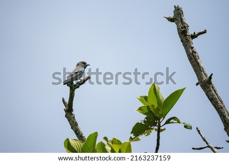 Ashy Woodswallow birds perched on the branches