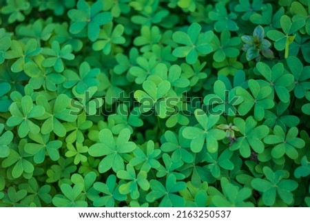 Luscious Green Field of Clovers