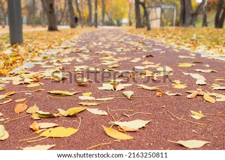 autumn walking path photo from a low point, blurred background, shallow depth of field. perspective view from below of a jogging path in autumn