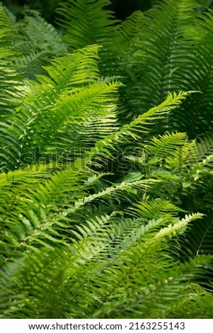 Green texture fern vertical nature forest