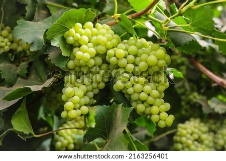 Close up of grapes hanging on branch. Hanging grapes. Grape farming. Grapes farm. Tasty green grape bunches hanging on branch. Grapes. With Selective Focus on the subject. Royalty-Free Stock Photo #2163256401