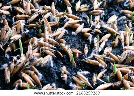 Macro photo of oat seeds sowed in ground full screen picture. Seeding cat grass. Seeds take root in the soil. Selective focus on right side of image.