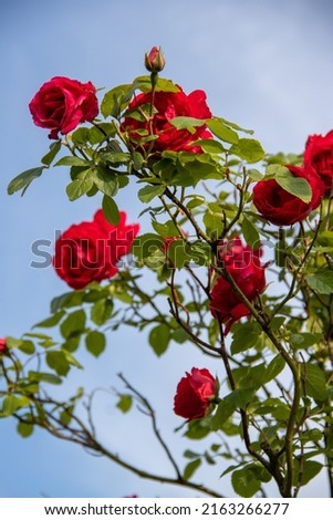 roses, red garden roses on a sunshine in the morning Royalty-Free Stock Photo #2163266277