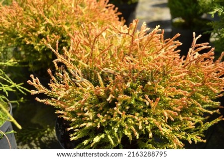 Northern white-cedar 'Golden Tuffet', evergreen coniferous (Thuja occidentalis) Royalty-Free Stock Photo #2163288795